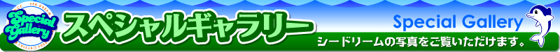 日本海側、きれいな若狭湾の海水浴場は福井県水晶浜海水浴場　海の家シードリーム（SEA DREAM） スペシャルギャラリー　～シードリームの写真をご覧いただけます。～